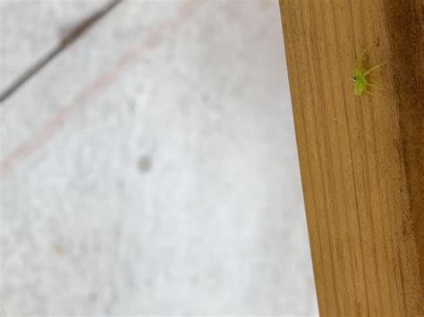 Any idea what type of spider? Fl, Miami : r/spiders