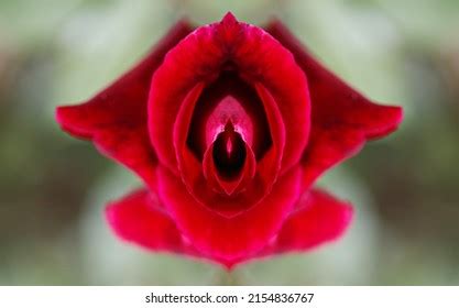 86 Flower Imitating Female Sex Images Stock Photos Vectors Shutterstock