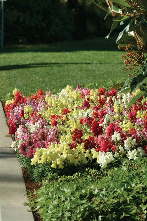 Антирринум на клумбе (61 фото) - фото - картинки и рисунки: скачать ...