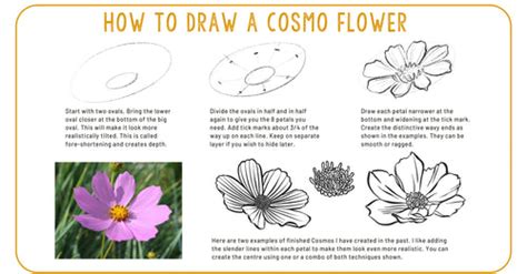How to Draw a Cosmo Flower – deloresartcanada
