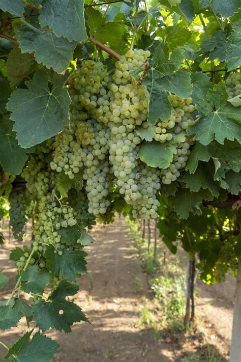 Vineyard with Growing White Wine Grapes in Lazio, Italy Stock Image ...