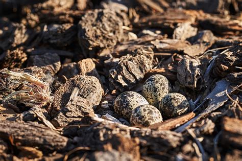 Killdeer Eggs : r/pics