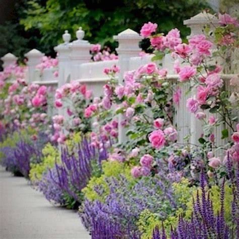 Котовник розовая пантера в ландшафтном дизайне (105 фото) - 105 фото