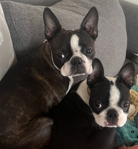 boston terrier puppies  sale westcactuskennels