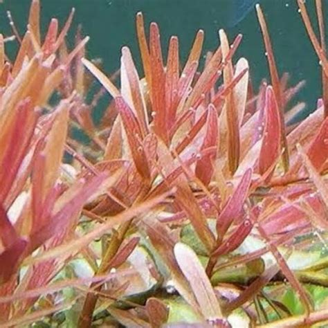 Jual Rotala Cyelon Sp Pink Batang Tanaman Aquascape Aquascape