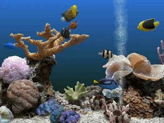 海量水族馆动态桌面下载高清美图全方面多角度及时新鲜展现最新动态动态图 动态图库网