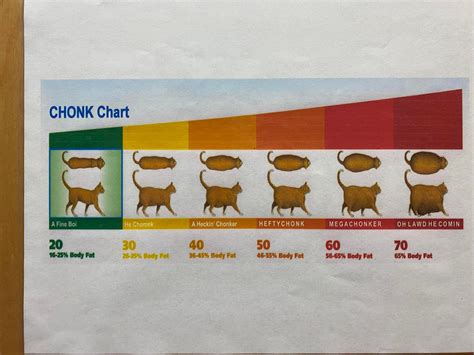 Chonk Scale In The Exam Room At The Vet Cats