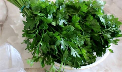 Петрушка – полезные свойства витаминной зелени.