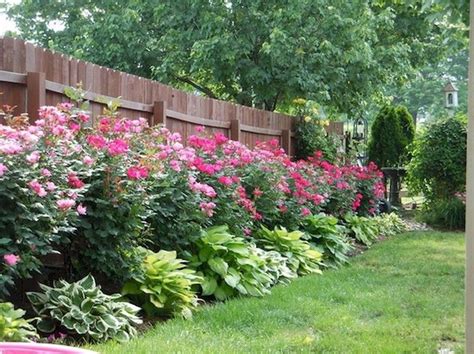 Simple Low Maintenance Privacy Shrubs With Low Cost Home Decorating Ideas