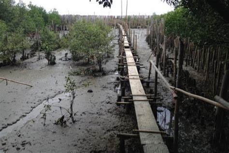 bangkok post fight  coastal erosion