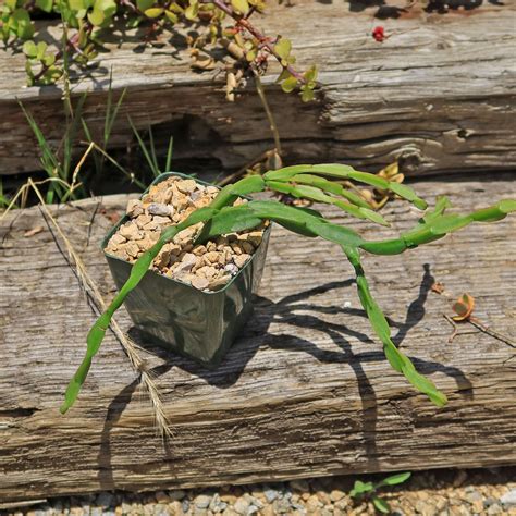 Chain Cactus 'Rhipsalis paradoxa' - Shop Online at Planet Desert