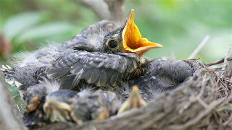 How Long Baby Robins Stay in the Nest – Aha! – animalfoodplanet