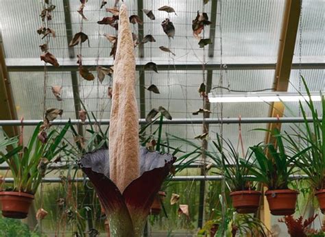 Редкое растение в виде пениса впервые за 25 лет расцвело в Нидерландах ...