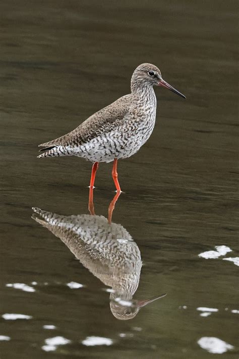 アカアシシギ 季節の野鳥