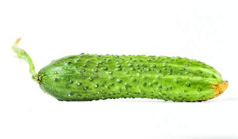 Зеленый огурец стоковое фото. изображение насчитывающей овощ - 57083656