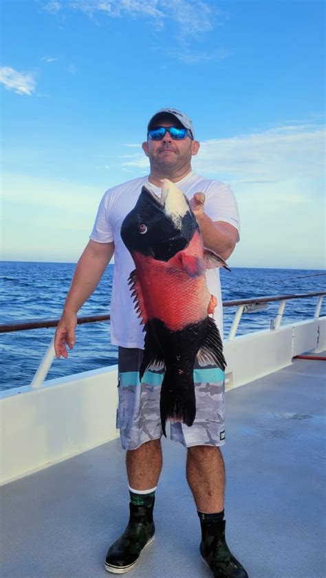 California Sheephead Semicossyphus Pulcher