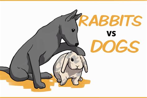 Rabbits vs. Dogs: How do They Compare as Pets?