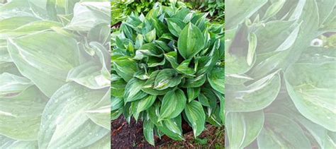 Красивые хосты купить в Нижнем Новгороде | Товары для дома и дачи | Авито