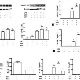 mpa augmented lps induced il  release  activation  nlrp