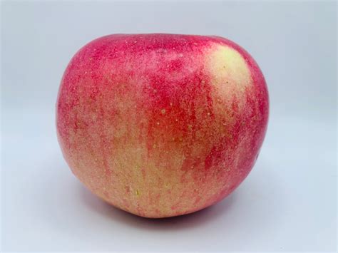 wolf river apple tree 4