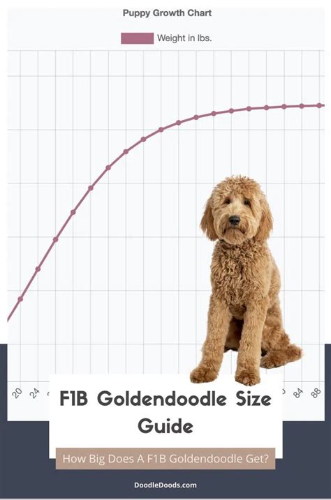 F1B Goldendoodle Size Guide - in 2023 | F1b goldendoodle, Goldendoodle, Mini goldendoodle