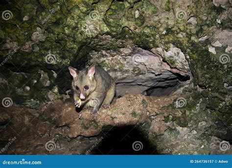 Wild Possum stock image. Image of beautiful, mammalia - 264736157