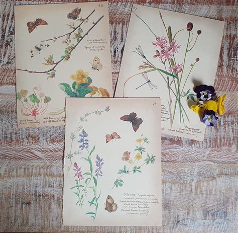 Vintage Edith Holden Book Pages Botanical Book Pagesjunk Etsy Australia