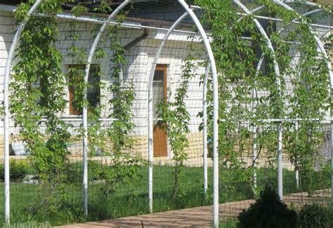 Арка для винограда своими руками из арматуры 96 фото