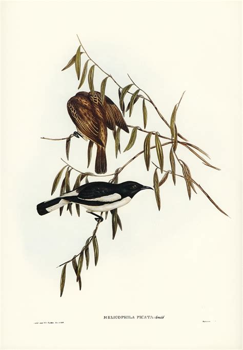 pied honey eater melicophila picata illustrated  elizabeth gould