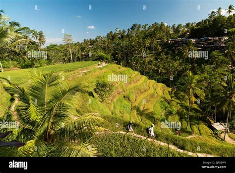 The Landscape Of The Ricefields Rice Terraces Famous Place Tegallalang