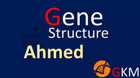 structure  gene