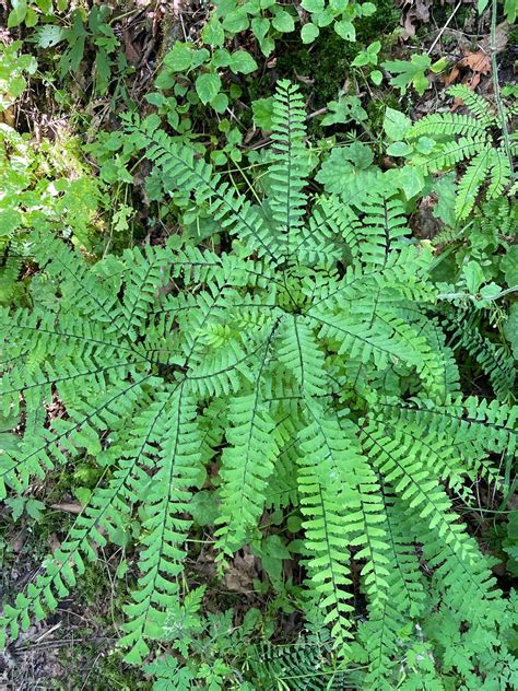 big tree ridge trailhead 7