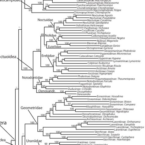 Figure S1 Maximum Likelihood Tree In Phylogram Format With Bootstrap