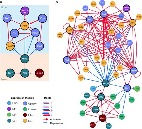 Layer Specific Chromatin Accessibility Landscapes Reveal Regulatory