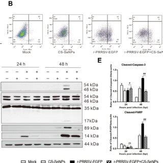 Cell Viability Of Marc Cells Treated With Different Cs Senps