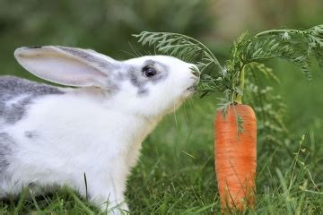 Rabbit eating a Carrot Blank Template - Imgflip