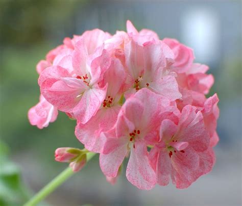 Golden Anniversary. | Fiori, Piante, Giardino