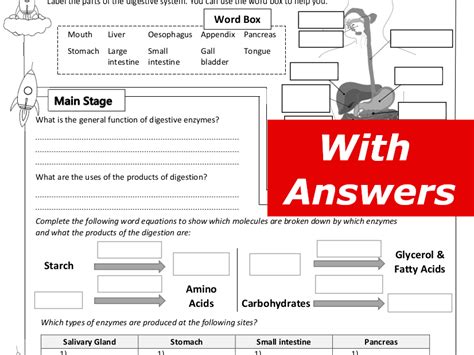 Enzymes And Digestion Home Learning Worksheet Gcse Teaching Resources