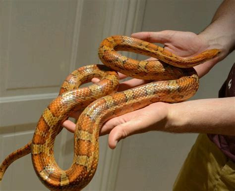 Corn Snake Male Size