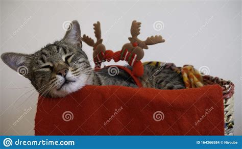 Tired Tom Cat Is Sleeping In A Basket During The Christmas And New Year