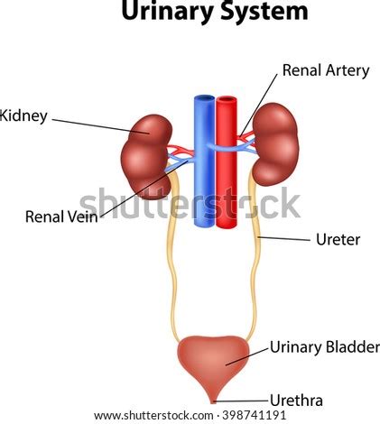 illustration urinary system anatomy stock vector  shutterstock