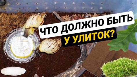 Как обустроить контейнер для улитки ахатины. Обустройство террариума ...