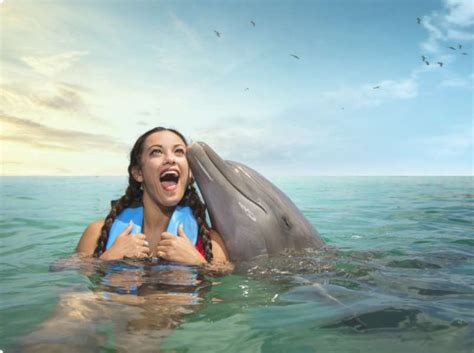 Dolphin Encounter In Moon Palace Jamaica Dolphin Cove