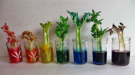 Can You Water Plants With Other Liquids