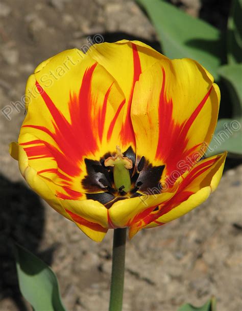 Фото "Тюльпан Олимпик Флейм (Olympic Flame)." :: ФотоСтарт - сайт ...