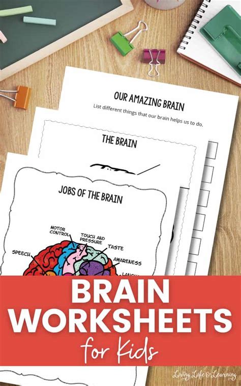 Brain Worksheets For Kids