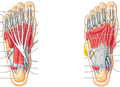 foot muscles Diagram | Quizlet