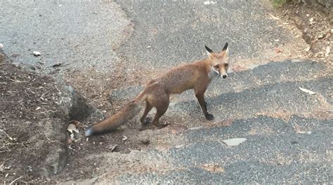 Red foxes feasting on Australian mammals