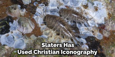 Slaters Spiritual Meaning, Symbolism, and Totem (2025)