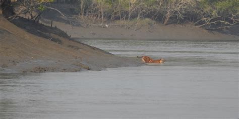 sundarbans national park  west bengals wilderness tripxl